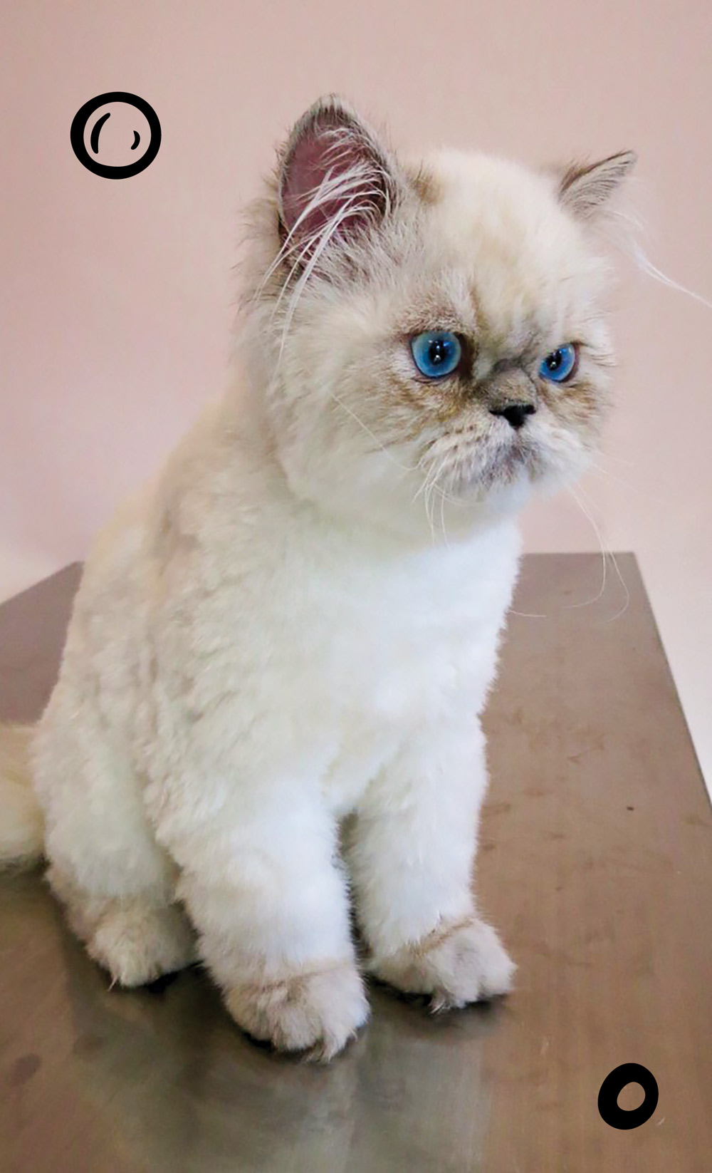 A fluffy, white cat with striking blue eyes sits on a metal table.