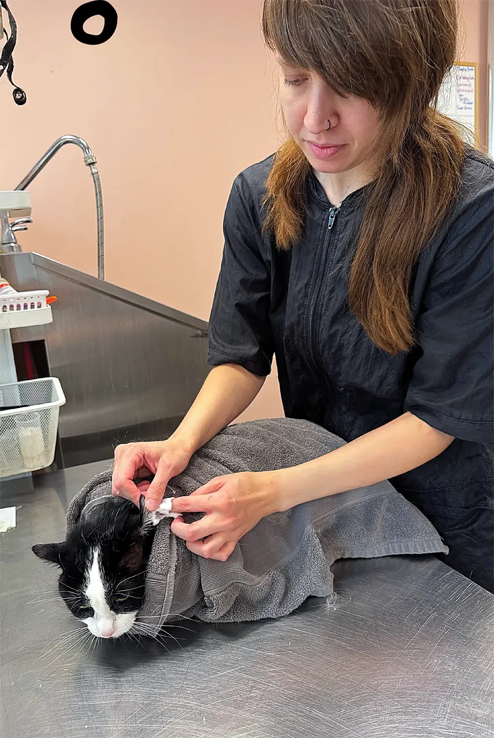 A professional cat groomer, wearing a black smock, uses a cotton swab to clean the ears of a black and white cat wrapped in a gray towel.