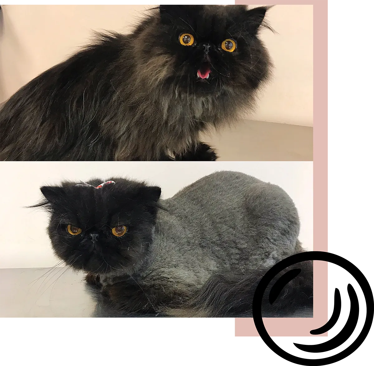 A before and after comparison of a black Persian cat. The top image shows the cat with long, fluffy fur, and the bottom image shows the same cat with a short, gray trim and a fluffy black head.