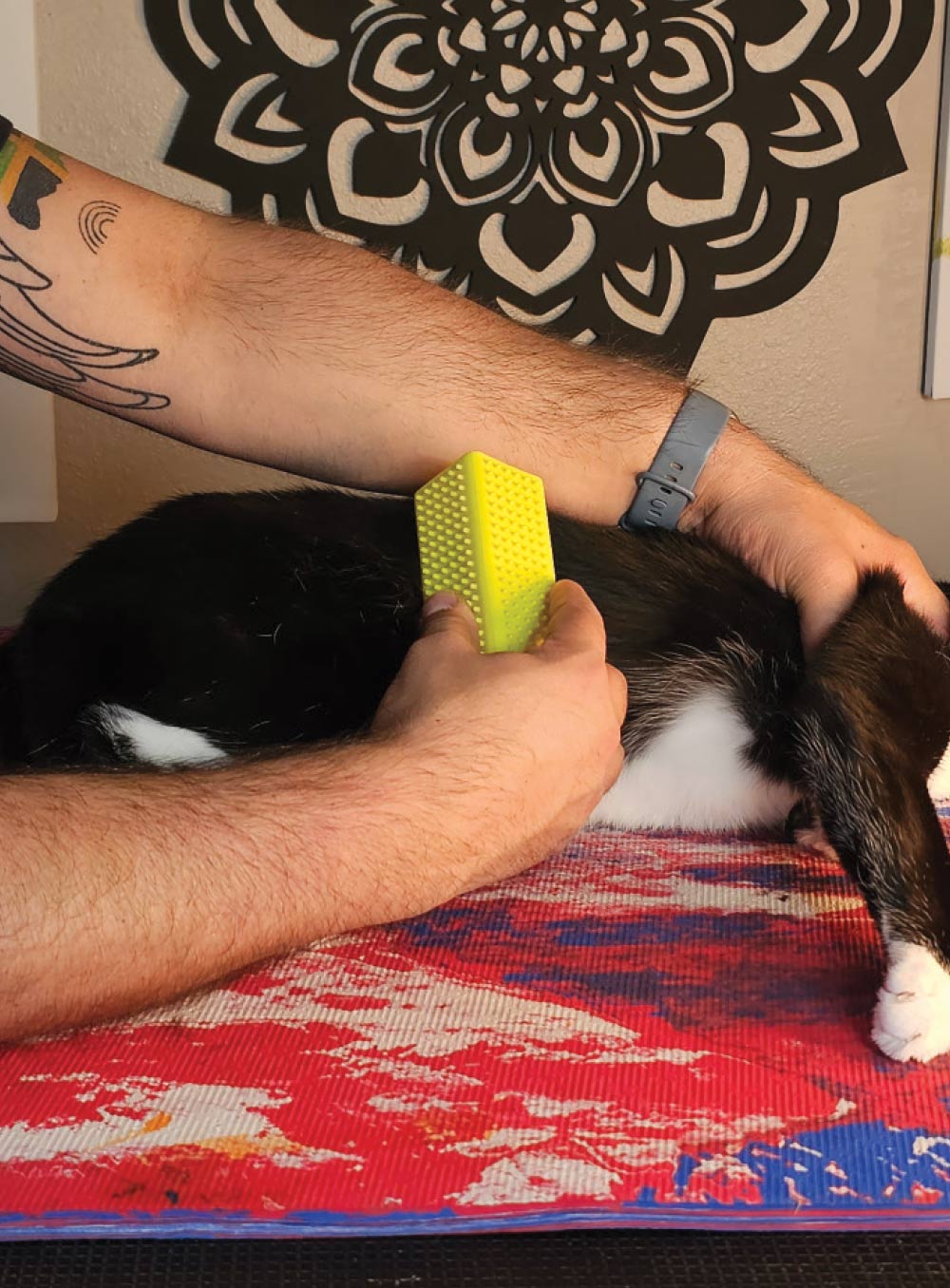 A pair of human hands are brushing a black and white cat that is lying down on a multicolored surface. The cat is being brushed with a yellow grooming tool.