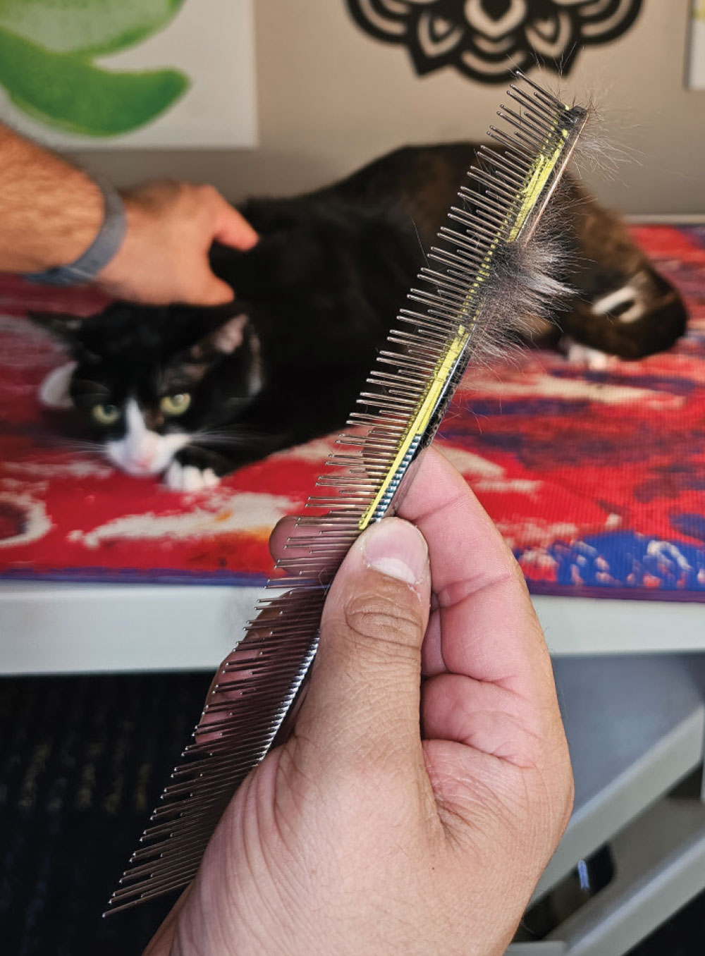 A human hand is holding a metal pet comb with black and white cat fur caught in its teeth. In the background, a black and white cat is lying on a colorful surface, and another human hand is petting its back. The cat has green eyes and is looking toward the camera.