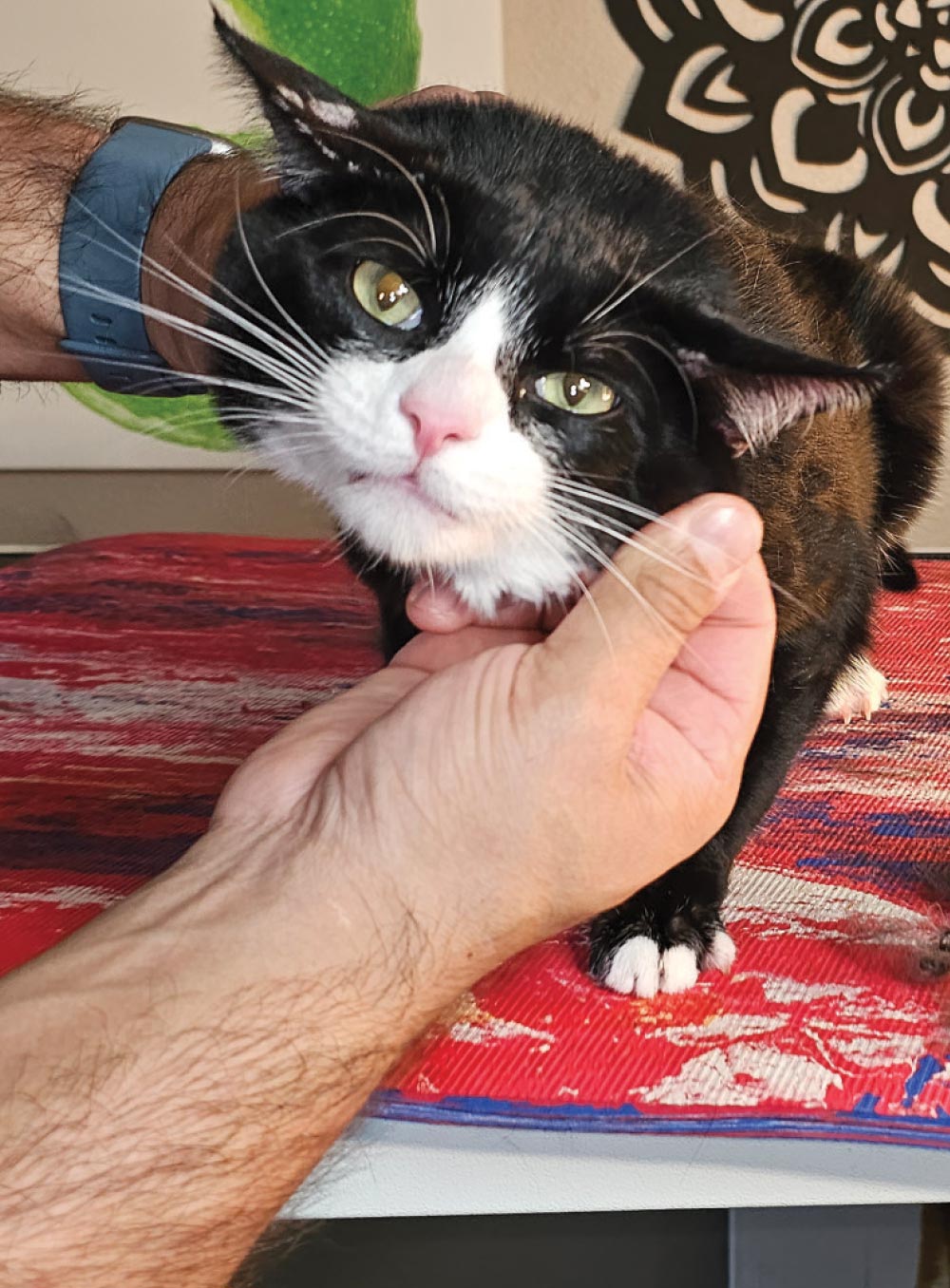 A pair of human hands is petting a black and white cat. One hand is holding the cat's head near its ears, and the other hand is holding its chin. The cat has a white blaze on its nose and green eyes and is looking directly at the camera. Its ears are flattened back, giving it a somewhat concerned or annoyed expression. The cat is standing on a colorful striped surface.