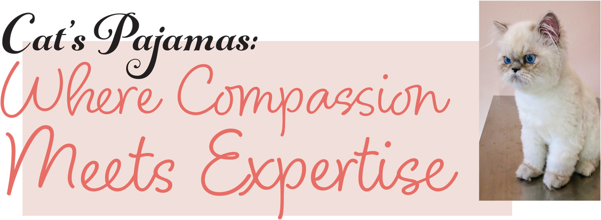 Cat’s Pajamas: Where Compassion Meets Expertise article imagery and typography
