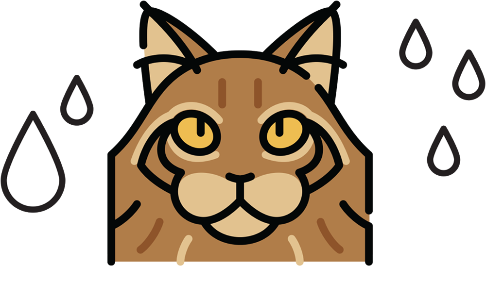 vector illustration of a brown Maine Coon cat