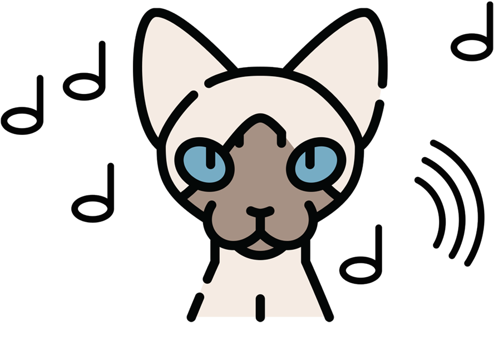 vector illustration of a Siamese/Oriental/Abyssinian cat