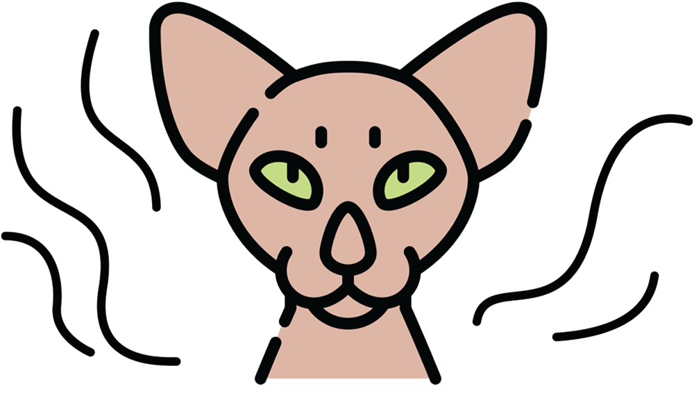 vector illustration of a Sphynx cat