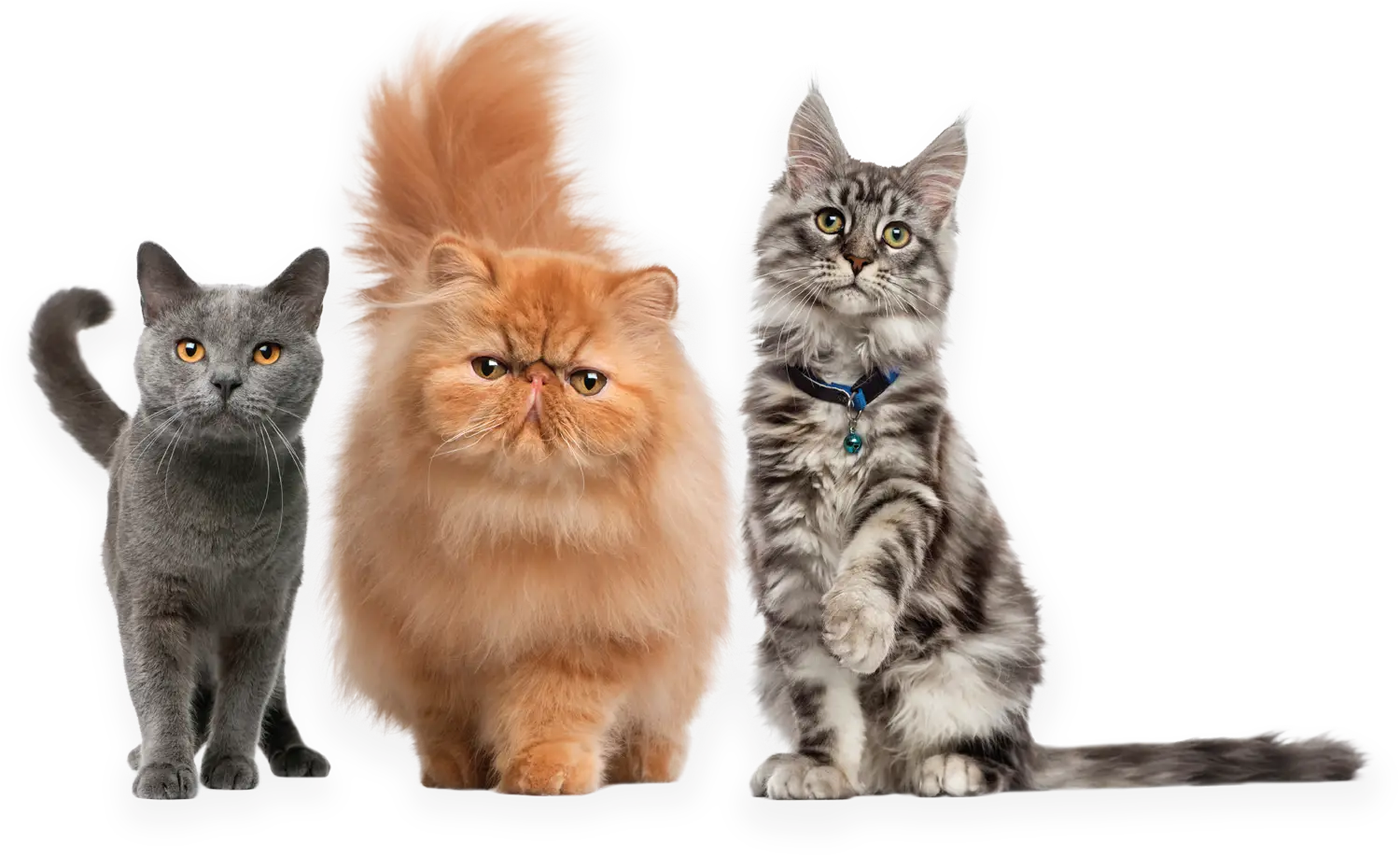 Three different cat breeds: a short-haired grey cat (likely a British Shorthair), a long-haired orange cat with a flat face (likely a Persian), and a large tabby kitten with ear tufts (likely a Maine Coon).