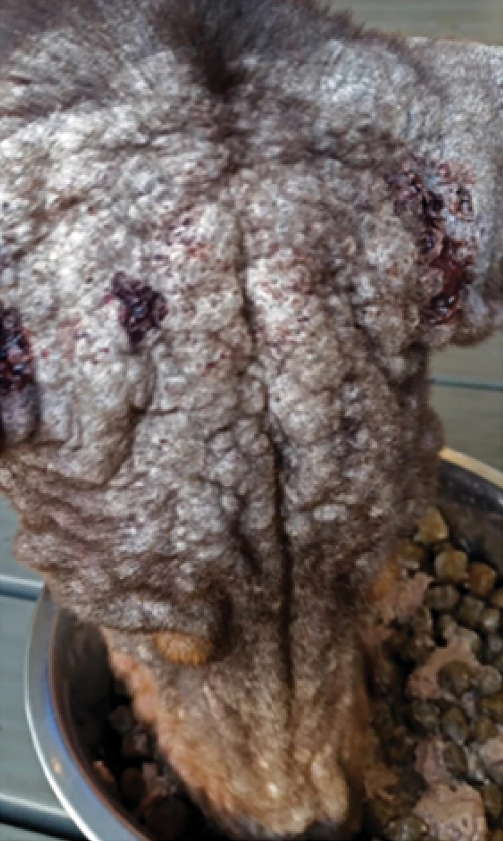 Close-up of a dog's head, likely a black or brown breed, with severe, crusted, and thickened skin (lichenification), showing signs of advanced mange. The skin is gray, bumpy, and appears almost leathery, with small spots of blood or scabs near the ears, and the dog's muzzle is near a food bowl.