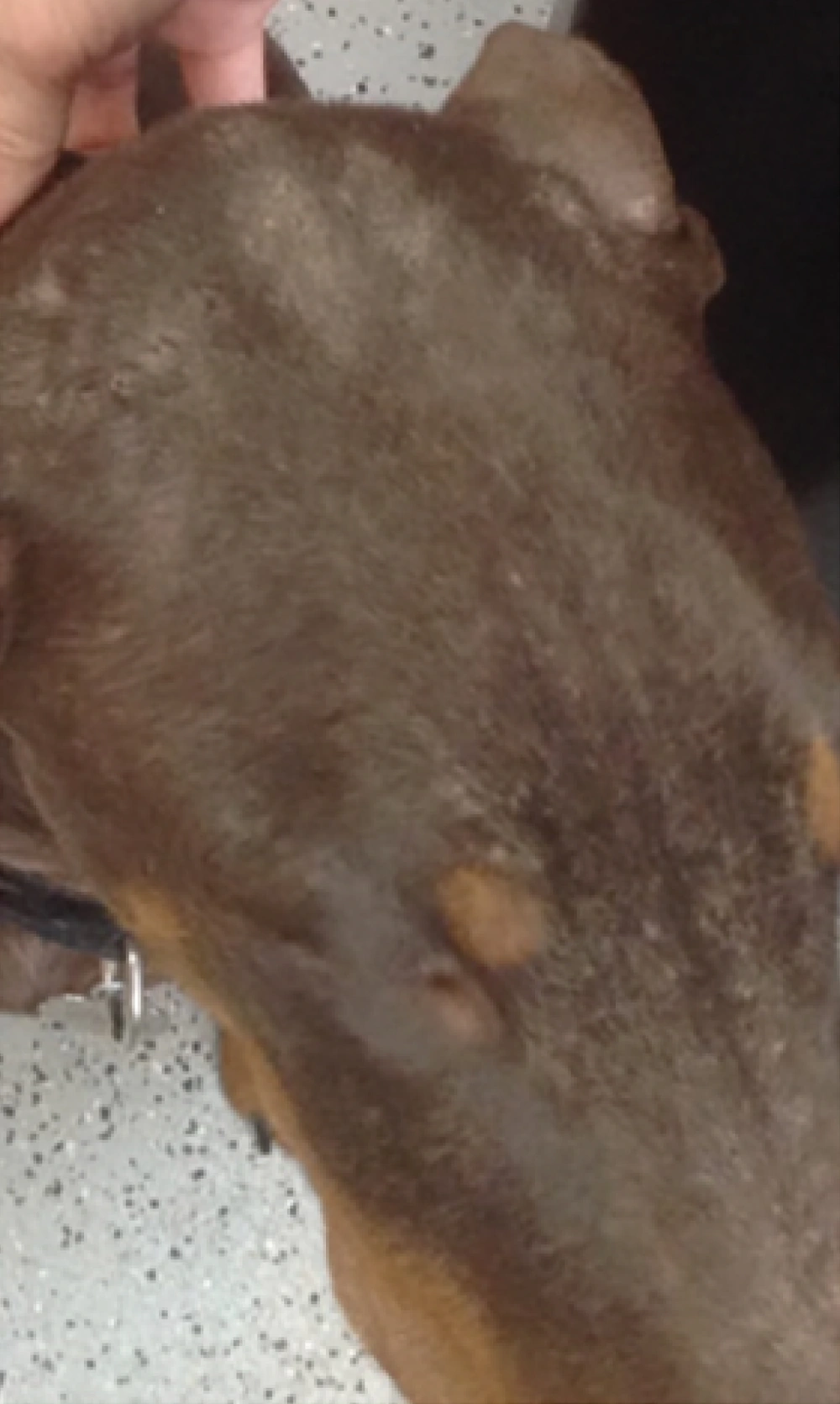 Close-up of a brown-and-tan dog's head (likely a Doberman Pinscher) with a smooth, dark brown coat showing several small, coin-sized patches of hair loss or mild skin thickening, indicating a less severe or resolving skin issue like mange.
