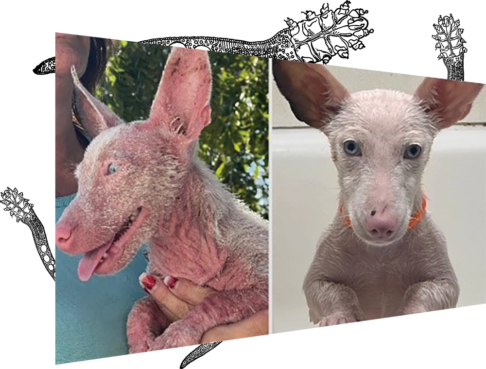 A split image showing a small, pink-skinned dog or puppy with large ears. On the left, the dog is held outside, showing severe Demodectic mange, with red, wrinkled, and mostly hairless skin. On the right, the same puppy is shown in a bathtub after treatment, looking cleaner and less inflamed, with the same distinctive large ears and pink skin.