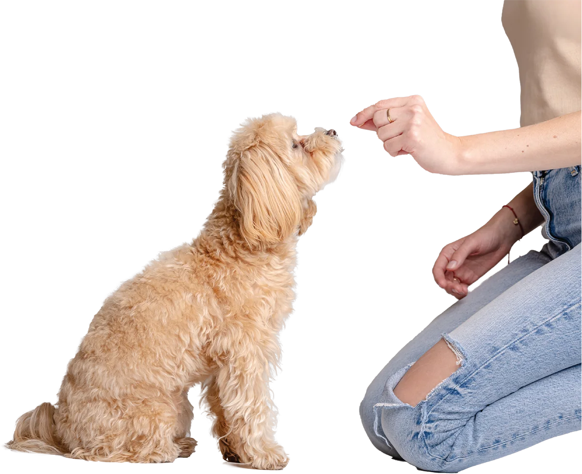 Tiny light brown lap dog looking up at a person's hand to take a training treat while the person is kneeling