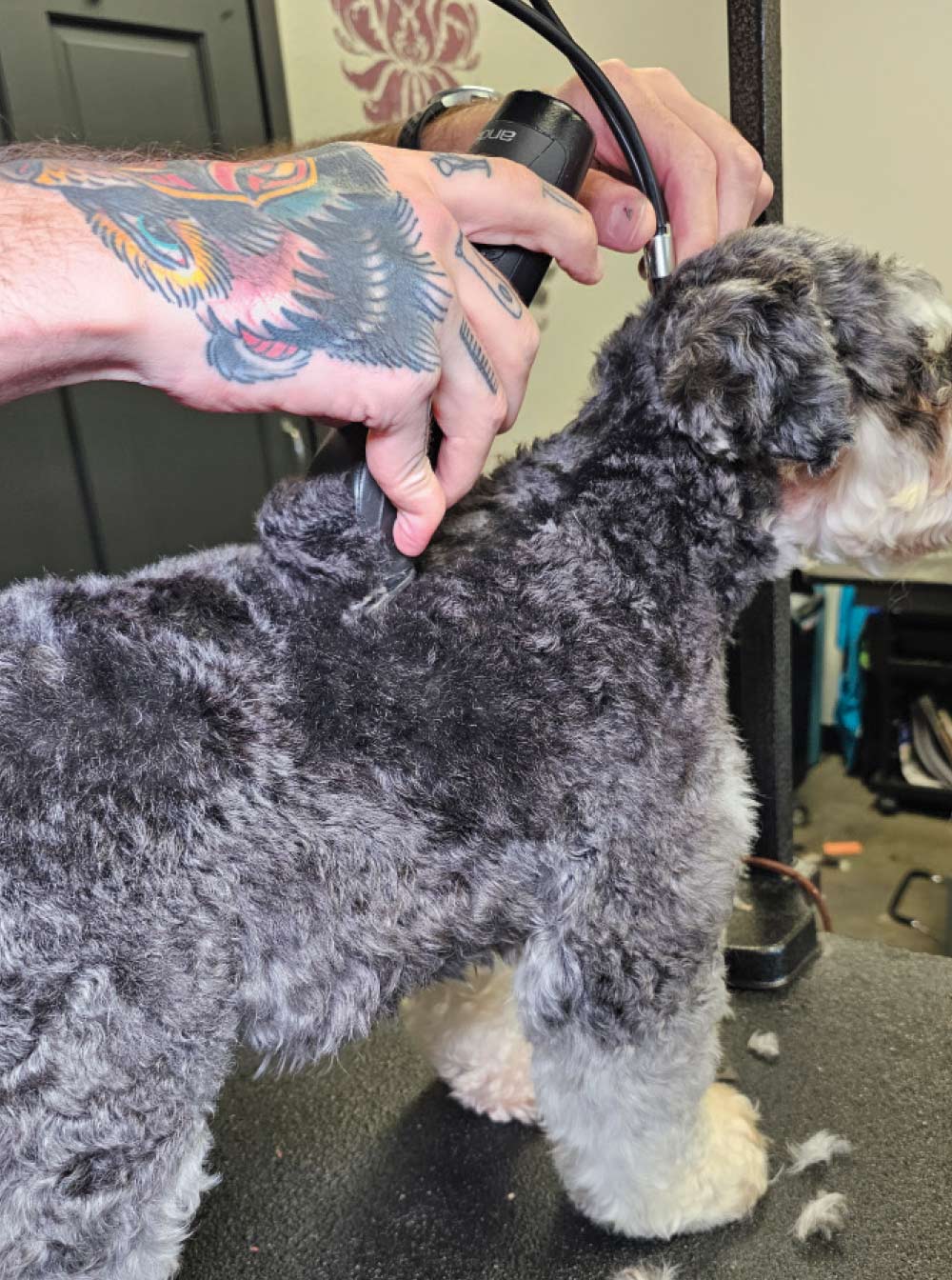 A close-up photograph shows a person with a hand holding an electric clipper, actively grooming a Miniature Schnauzer.