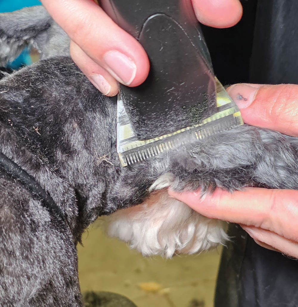A close-up photograph illustrating the use of an electric clipper to trim the fur of a Miniature Schnauzer's ear.