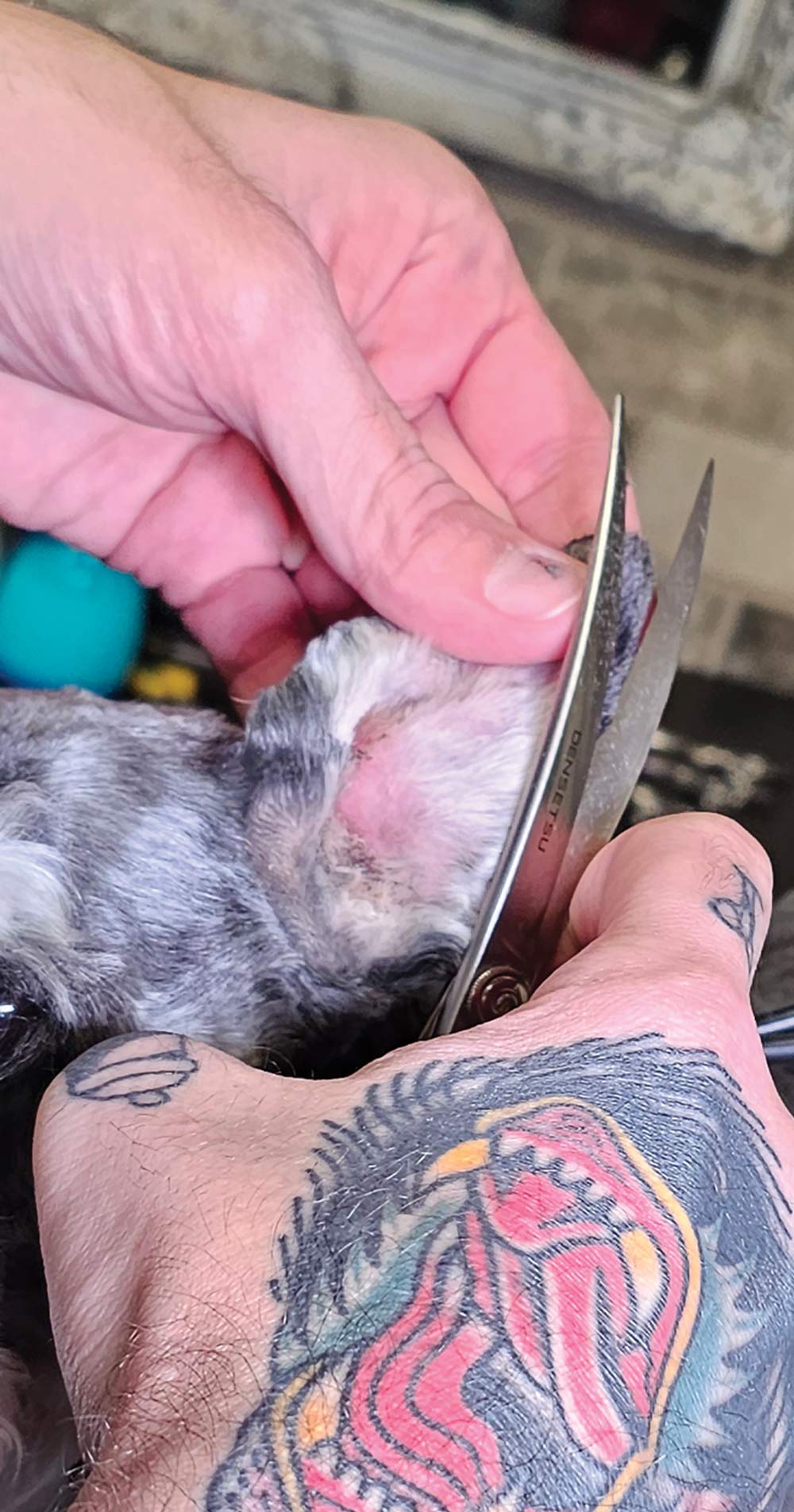 closeup of hands using scissors to trim the fur on the edge of a Miniature Schnauzer's ear