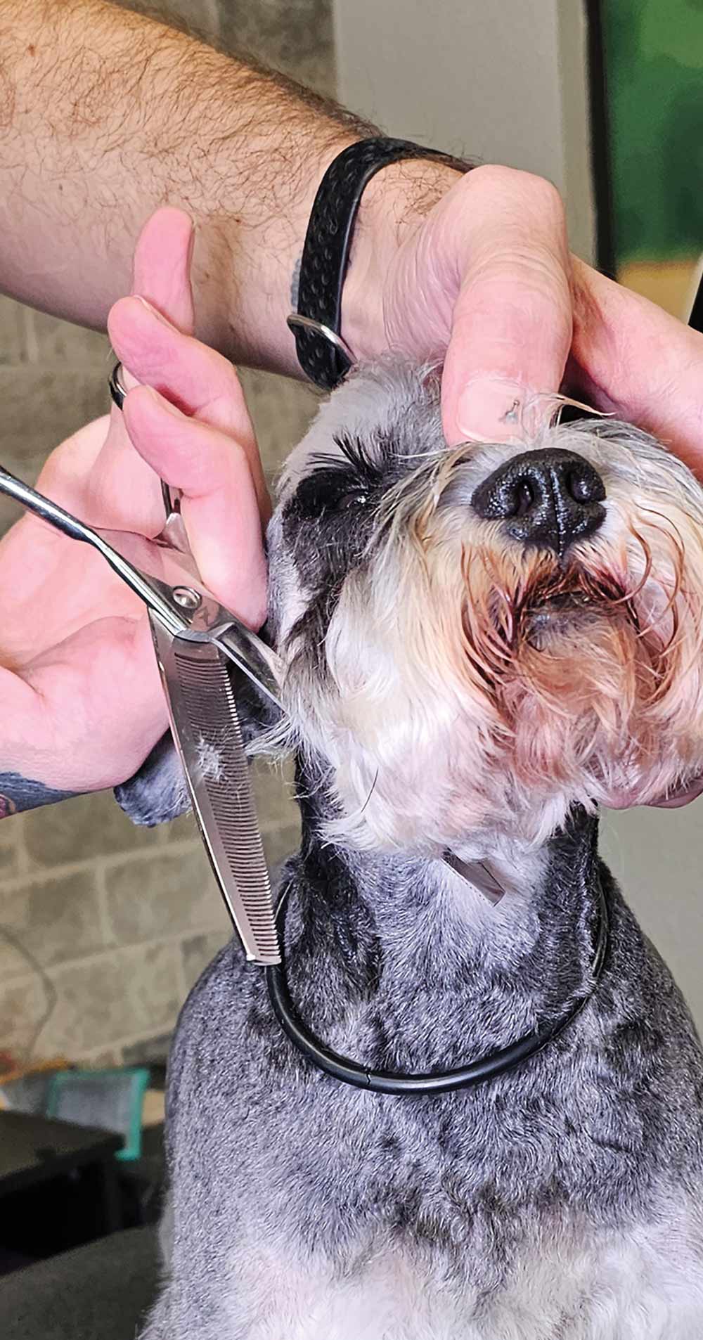 hands using scissors to trim and shape the fur around a Miniature Schnauzer's face