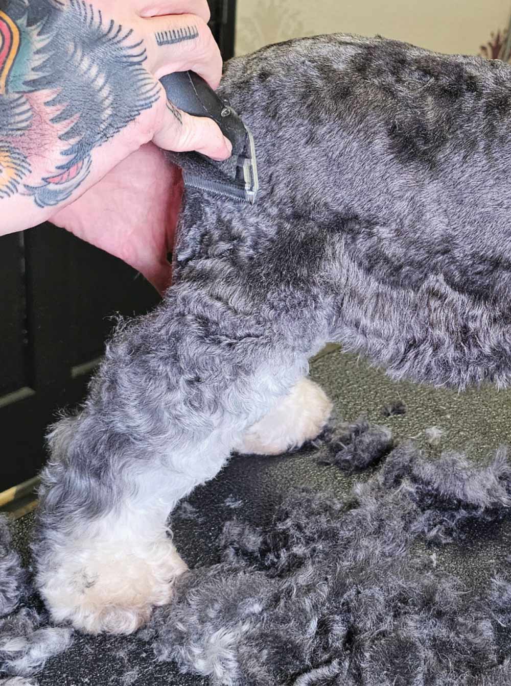 This is a close-up photograph showing a person grooming the hindquarters and leg of a Miniature Schnauzer.
