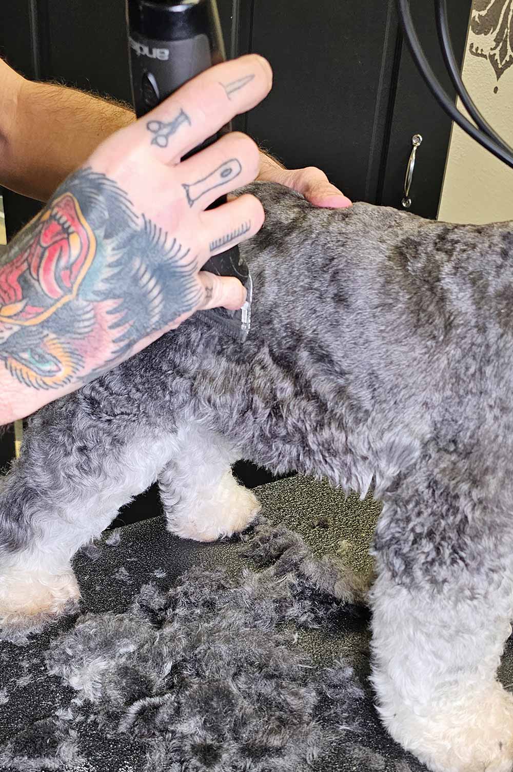 This is a close-up photo showing a groomer's hands and an electric clipper in the process of grooming a Miniature Schnauzer's back.