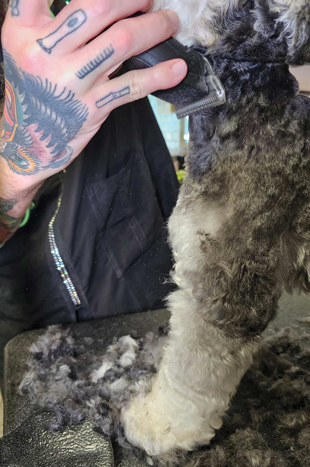 This is a close-up photograph focusing on the grooming of a Miniature Schnauzer's front leg and chest area.