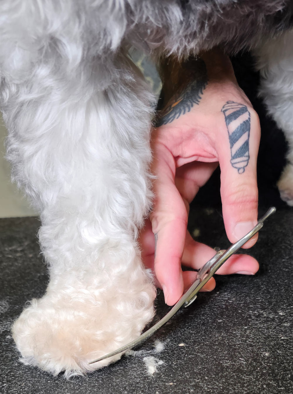 This is a very close-up photograph focused on the final scissor work being performed on a Miniature Schnauzer's foot.