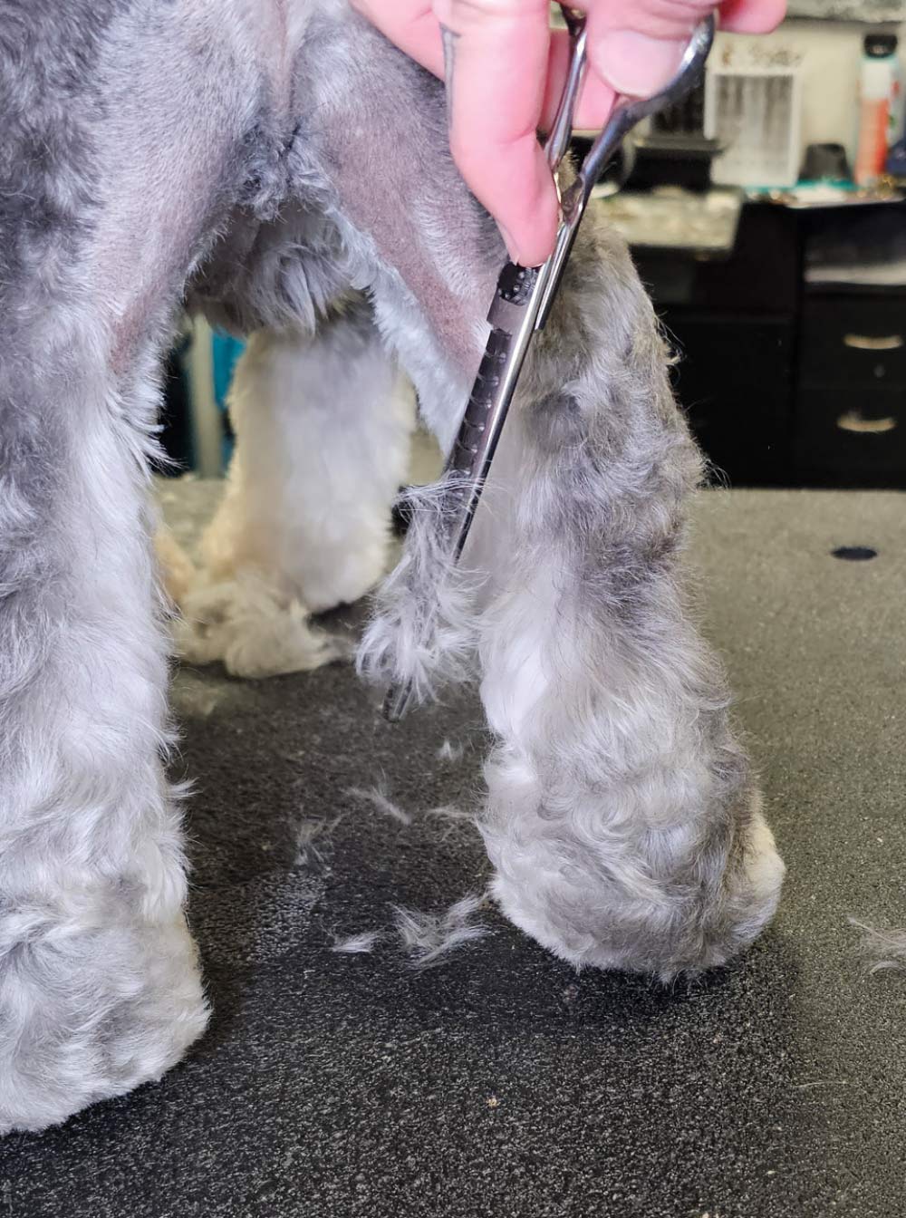 This photograph captures a close-up of a groomer scissoring the furnishings on a Miniature Schnauzer's rear leg.