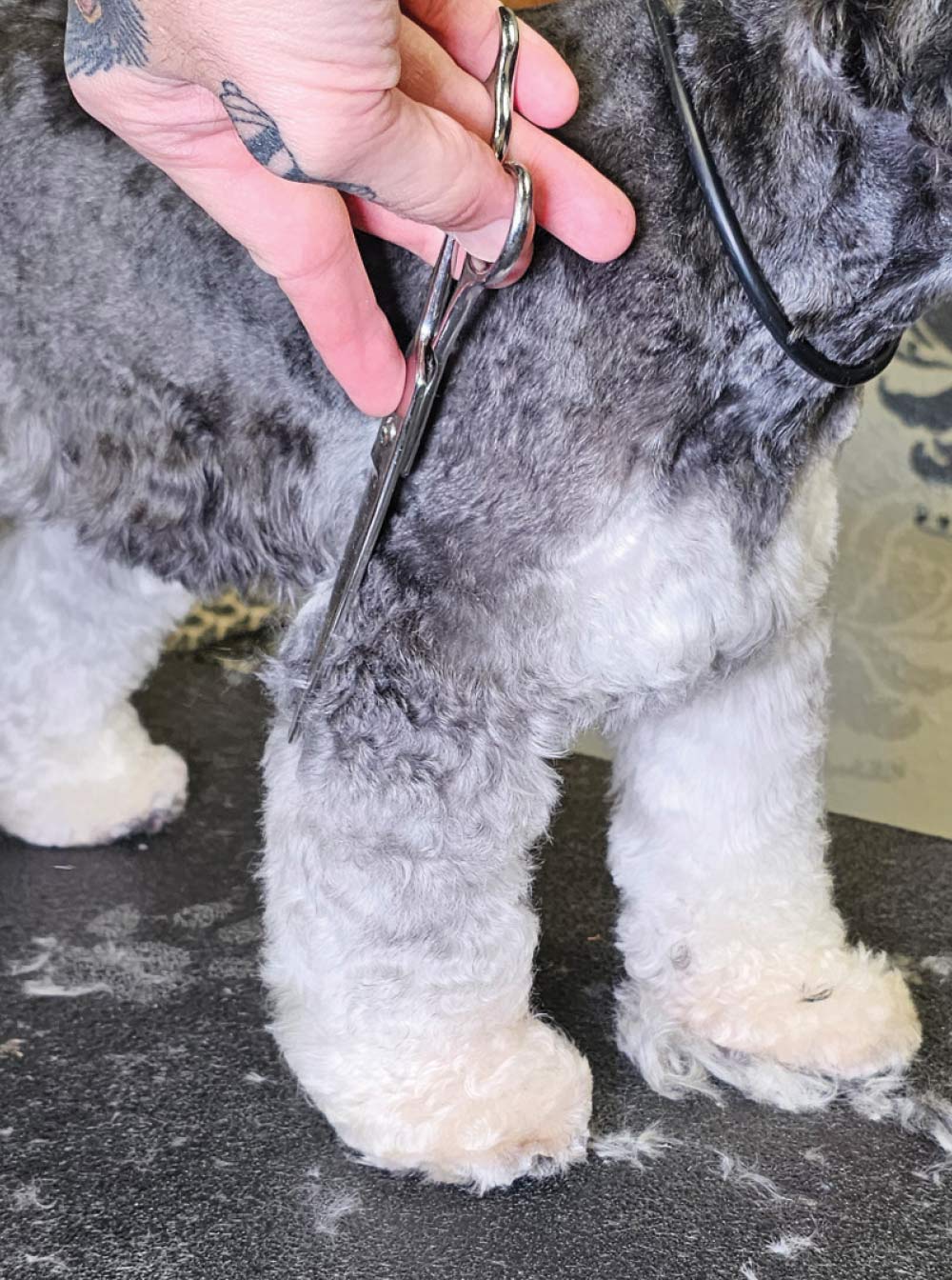 A close-up view of the blending and finishing work being done on the side of a Miniature Schnauzer's body and leg during a grooming session.