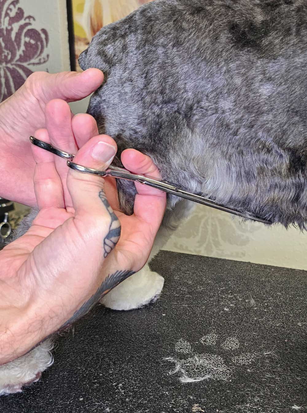 A close-up photograph illustrating a groomer's technique for scissoring the underline or skirt of a Miniature Schnauzer.