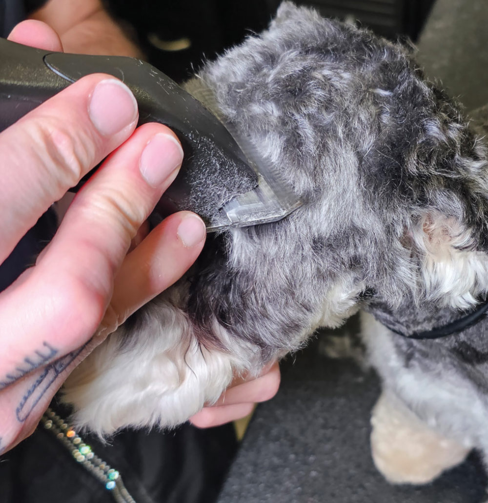 This is a close-up photograph focused on the grooming of a Miniature Schnauzer's face and cheek/neck area.