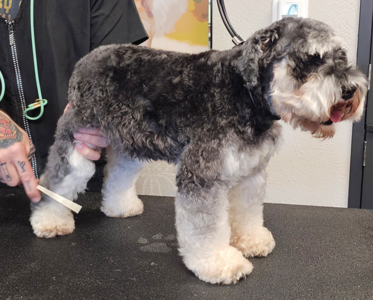 Miniature Schnauzer standing on grooming table