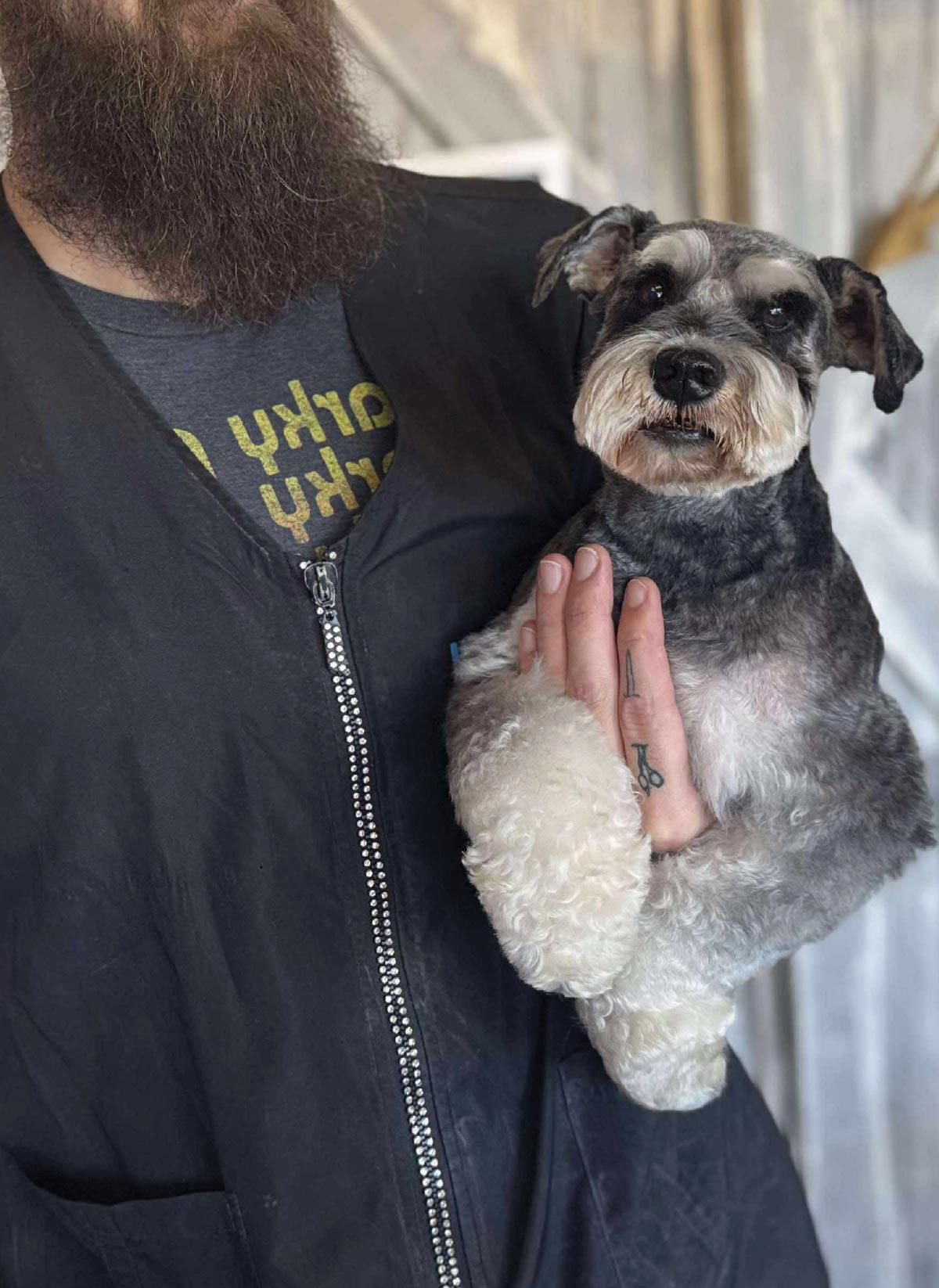 person holding Miniature Schnauzer after grooming session