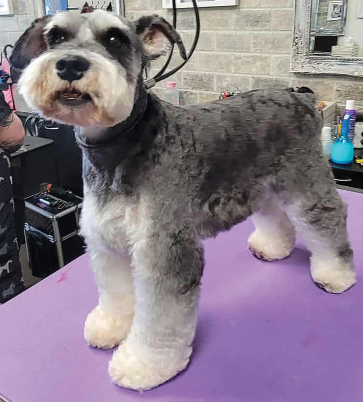 Miniature Schnauzer after grooming session
