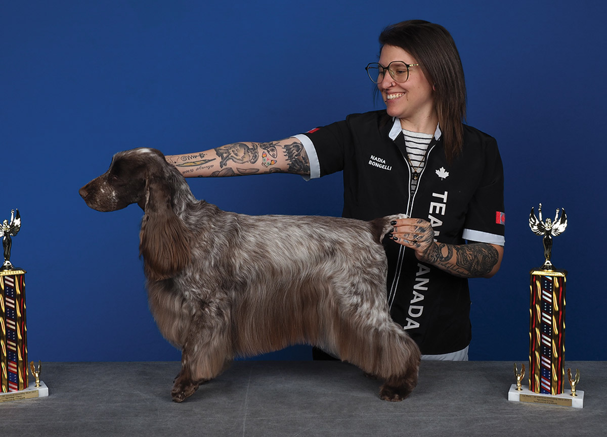All American Grooming Show 2025 | Sporting Breeds 1st Place Open: Nadia Bongelli