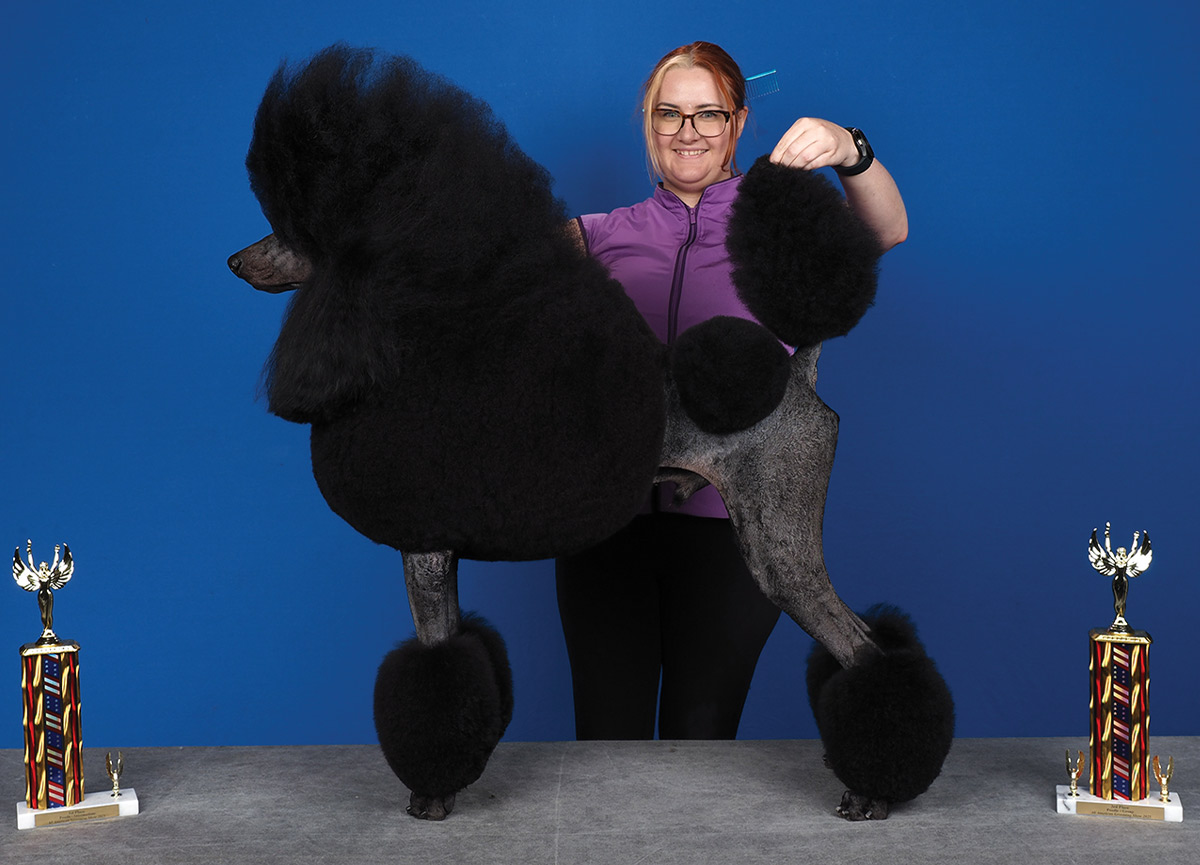 All American Grooming Show 2025 | Poodles 1st Place Intermediate: Kaitlyn Macken
