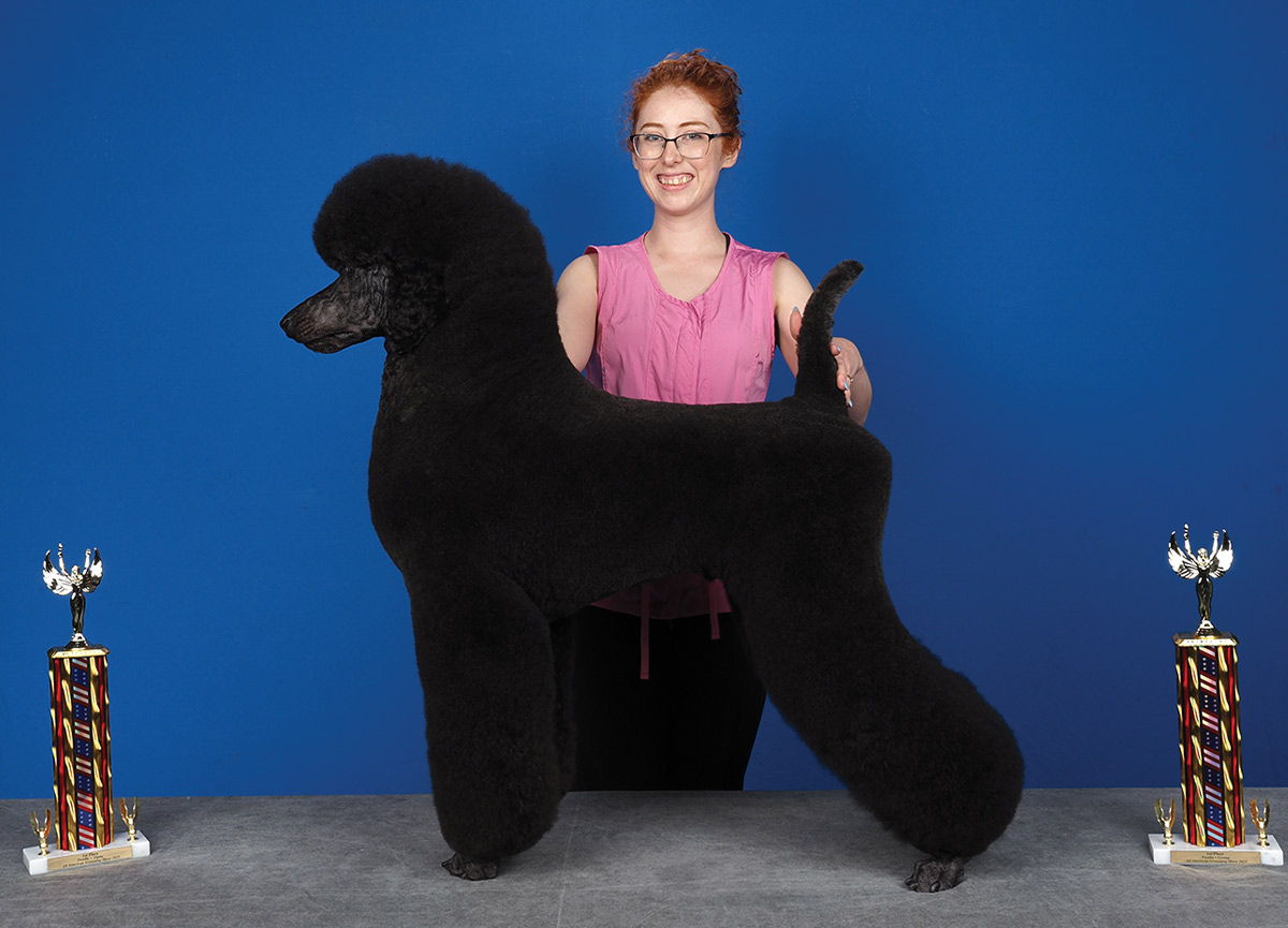 All American Grooming Show 2025 | Poodles 1st Place Open: Melissa Abbott