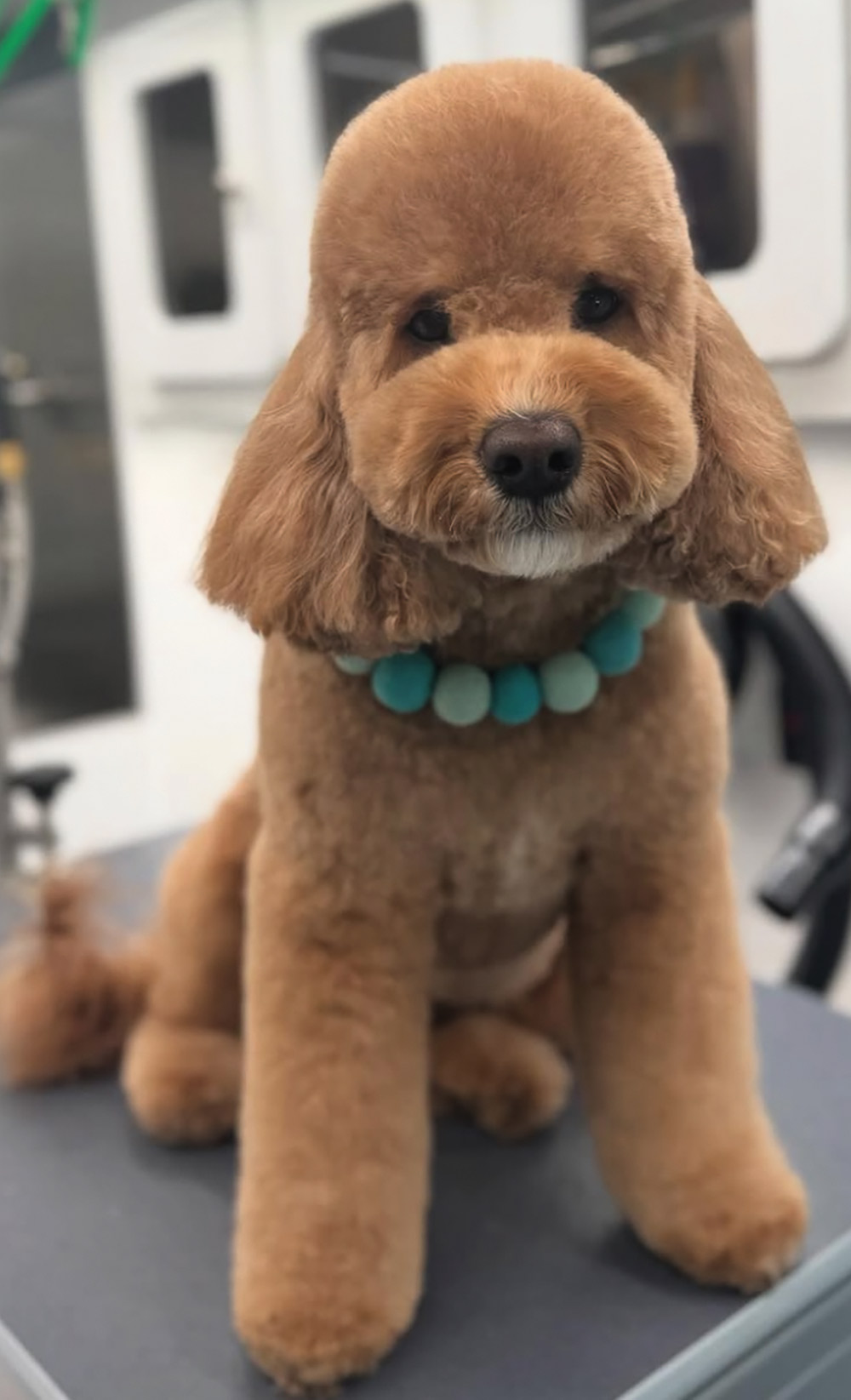 Groomed apricot Poodle-mix in a teddy bear cut and teal bubble necklace.