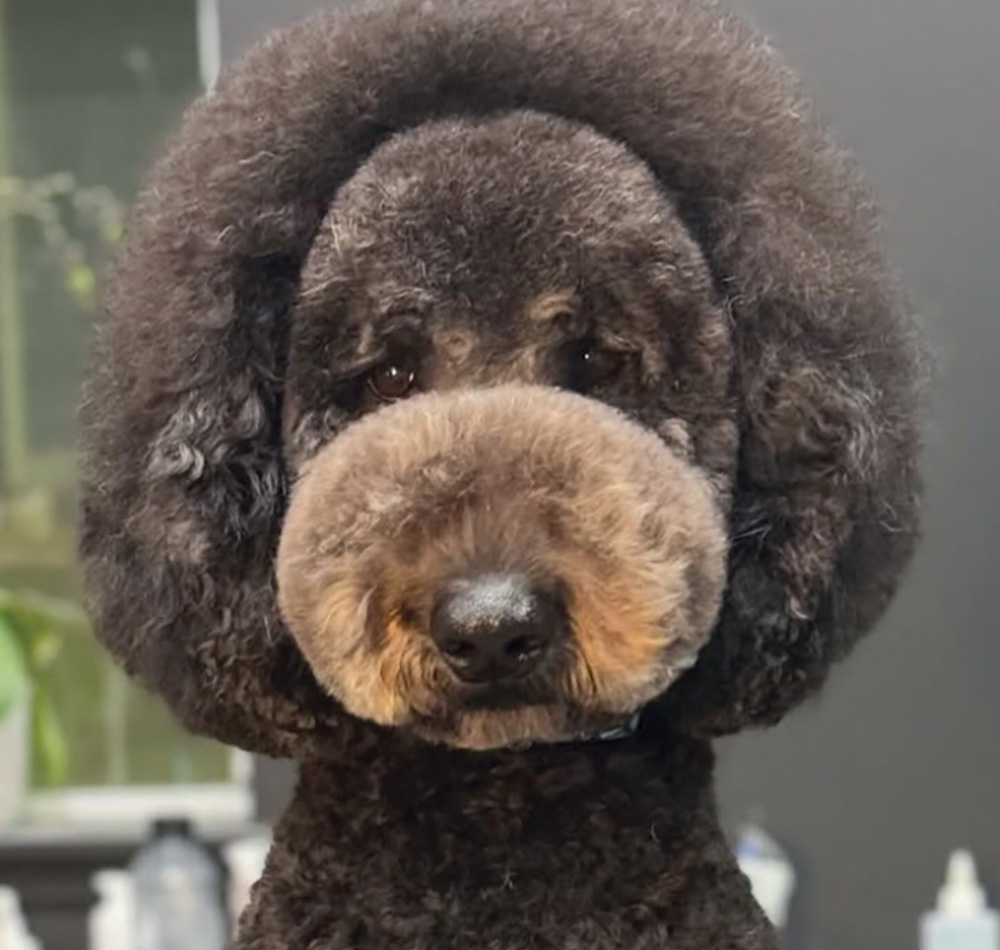 Close-up of a black Poodle or Doodle with a wide, rounded head style.