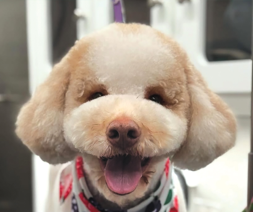 Close-up of a smiling Poodle-mix with a two-toned, well-blended face.