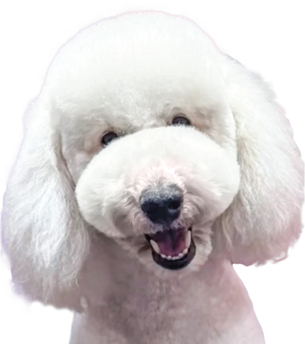 portrait image of a large white poodle
