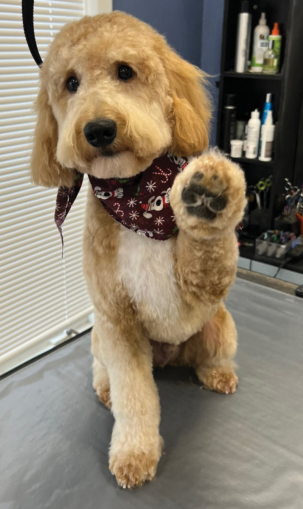 A fluffy goldendoodle in a holiday bandana sits on a grooming table, lifting one freshly groomed paw toward the camera in a "high-five" gesture against a window backdrop.