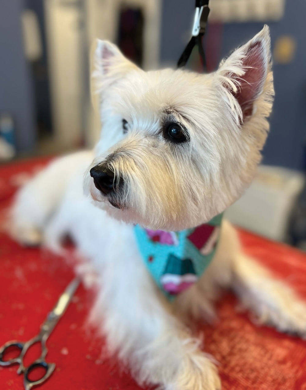 A West Highland White Terrier with a fresh, crisp haircut and a teal cupcake-patterned bandana rests on a red grooming table, looking toward the side of the frame.