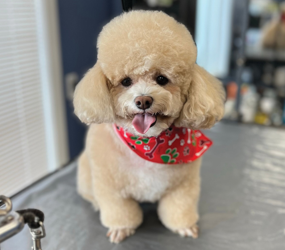 A small, light-brown toy poodle with a rounded "teddy bear" facial trim and a red bone-patterned bandana sits happily with its tongue out on a gray grooming surface.