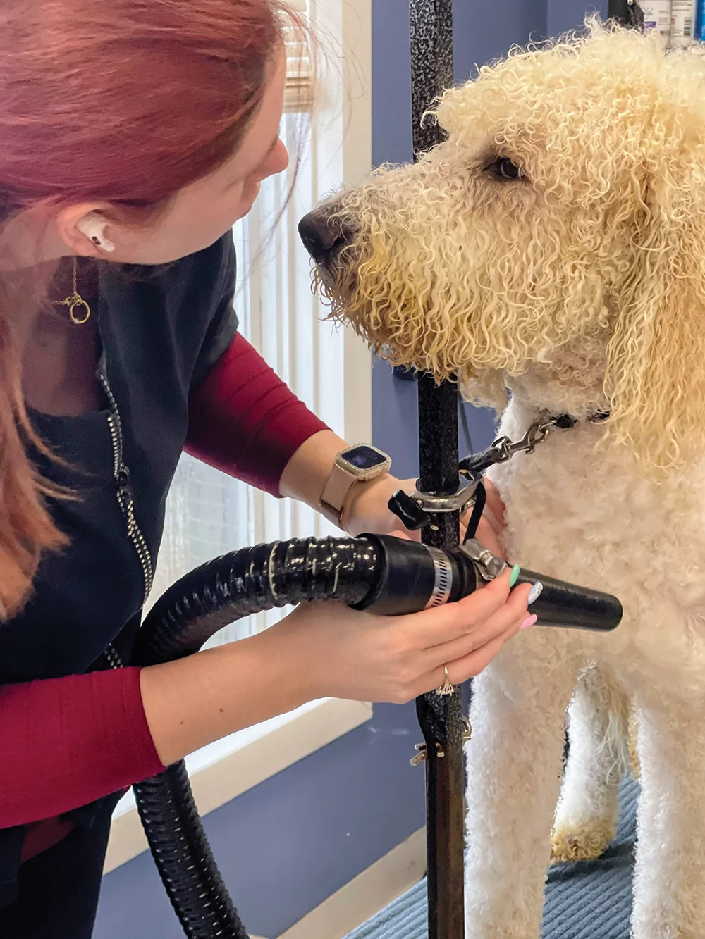 A groomer with red hair uses a high-velocity dryer on a large, cream-colored curly-coated dog secured to a grooming post to thoroughly dry its thick fur.