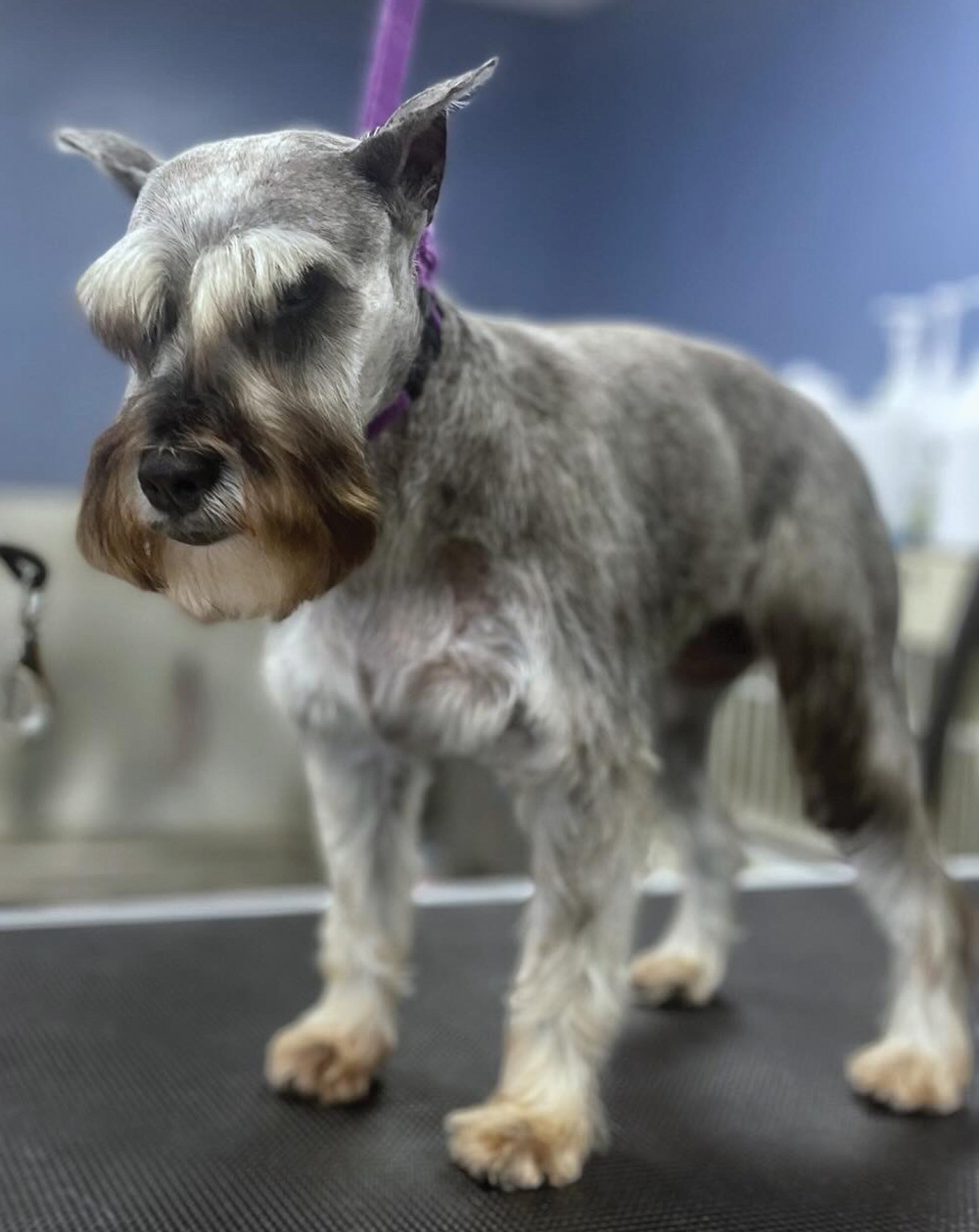 A salt-and-pepper Miniature Schnauzer featuring a traditional breed cut with bushy eyebrows and a beard stands alertly on a textured black grooming mat.