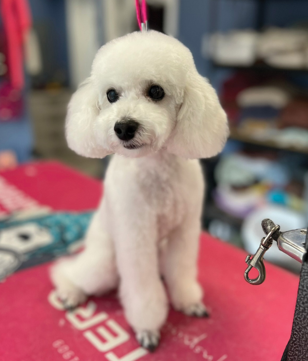 A small white poodle with a fluffy, rounded "teddy bear" head trim sits patiently on a bright pink grooming table after receiving a professional bath and haircut.