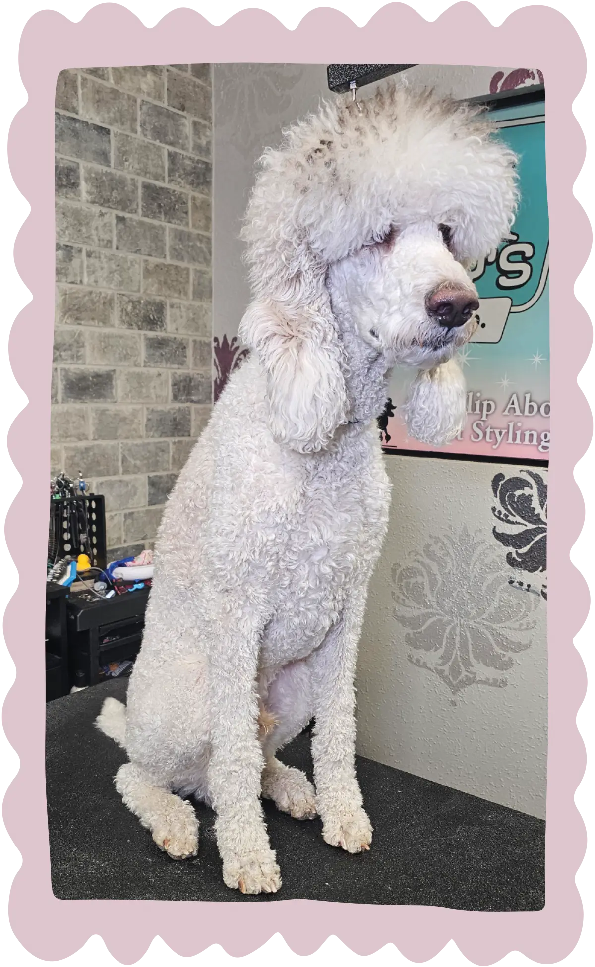 A white poodle with long, unkempt curly fur sitting on a grooming table before being trimmed.