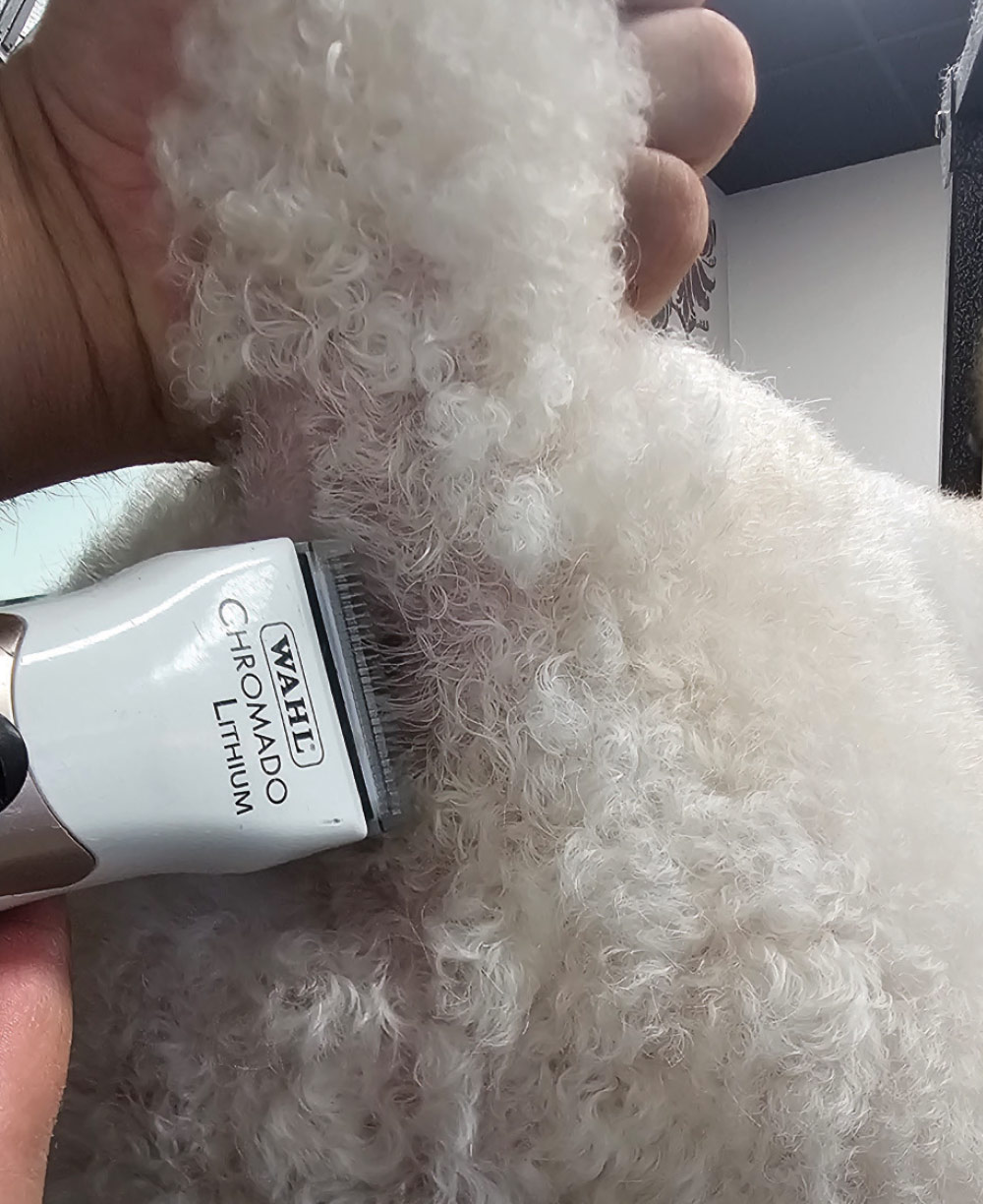 A person uses electric clippers to carefully shave the long white fur on a dog's rear.