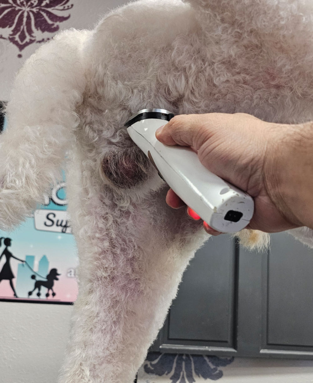 A groomer uses electric clippers to trim the curly white fur around a dog's rear area.