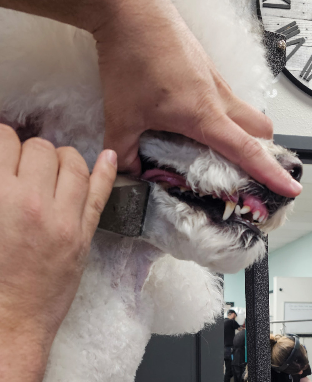 A person's hand holds a dog's muzzle steady while using clippers to trim the fur around its mouth and teeth.