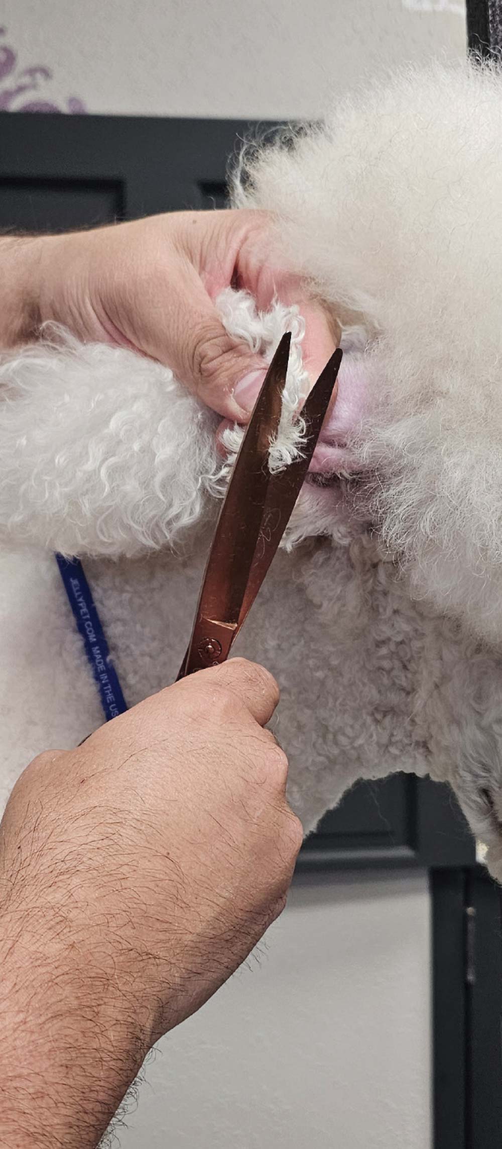 A person uses grooming shears to carefully trim the curly white fur around a dog's ear.