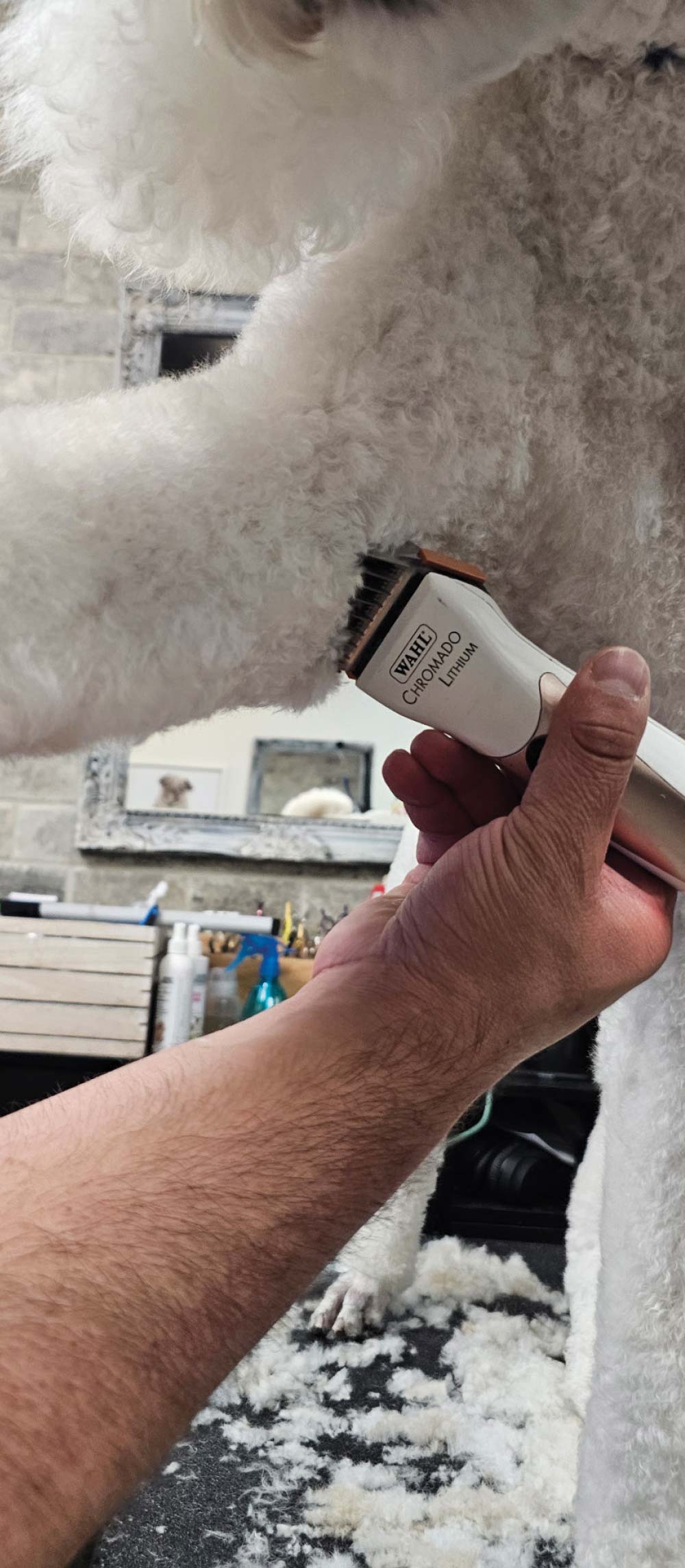 A groomer uses electric clippers to shave the thick white fur on a dog's front leg.