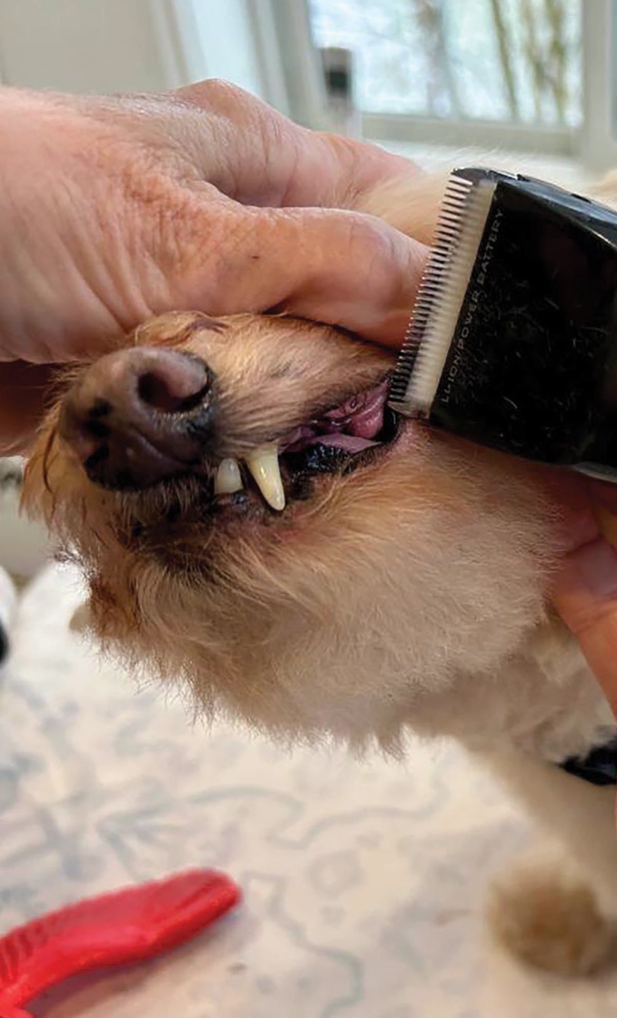 A close-up of a person using electric clippers to carefully trim the hair around a small dog's mouth and teeth.